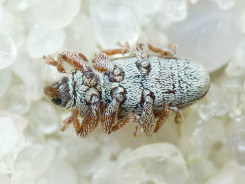 Tychius pumilus C. Brisout de Barneville, 1862